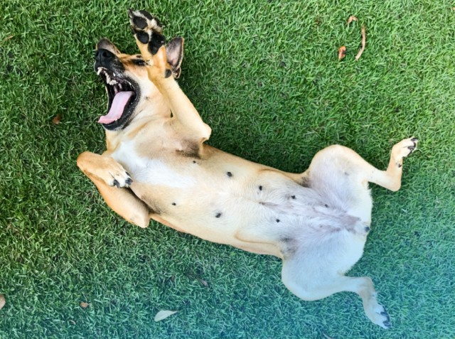 Name Male Dog